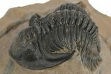 Detailed Metacanthina Trilobite - Lghaft, Morocco #249786-1